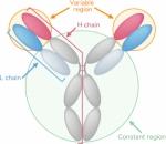What are antibodies?